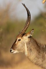 waterbuck bull  in kruger national park