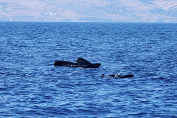 Group of long finned pilot whales, Globicephala melas, Strait of Gibraltar