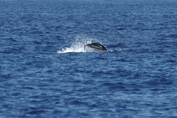 Atlantic bluefin tuna, Thunnus thynnus, jumps out of the water
