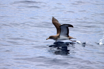 Cory's shearwater, Calonectris borealis, starting to fly