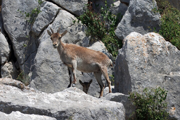 Iberian ibex, Capra pyrenaica, goat with lamb, Spain.