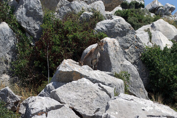 Iberian ibex, Capra pyrenaica, goat with lamb, Spain.