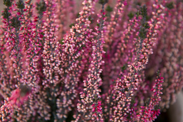 Wrzosowisko © RadoslawStan