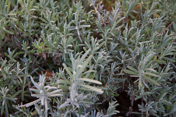 Lawenda w ogrodzie © RadoslawStan