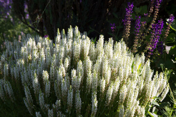 Przetacznik w ogrodzie © RadoslawStan