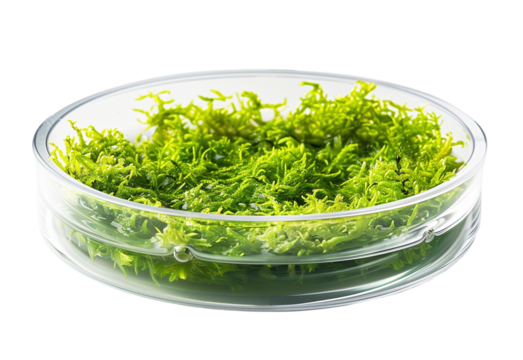 Macro shot of bright green, thick moss or aquatic micro-weed found in the middle of a clear glass Petri dish on a transparent background