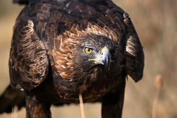 a portrait of majestic golden eagle in the mountain