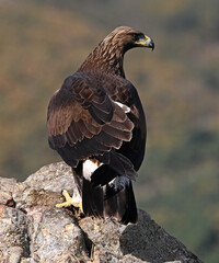 a majestic golden eagle in the mountain