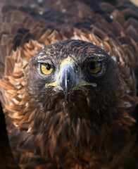 a portrait of majestic golden eagle in the mountain