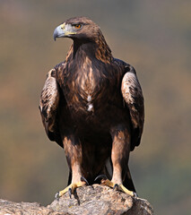 A powerful golden eagle in the mountain in spain