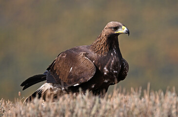 a majestic golden eagle in the mountain