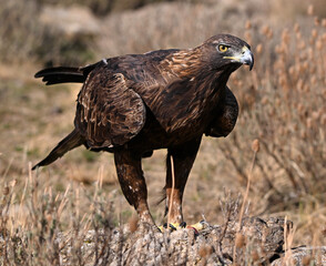 A powerful golden eagle in the mountain in spain