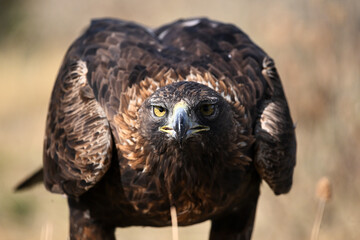 A powerful golden eagle in the mountain in spain