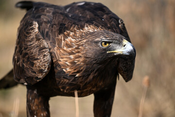 a portrait of majestic golden eagle in the mountain