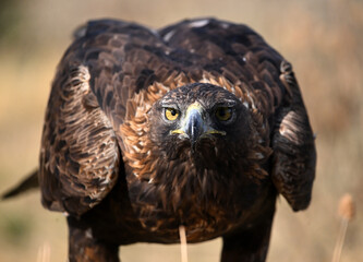 A powerful golden eagle in the mountain in spain