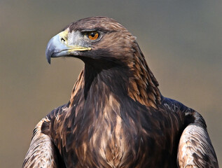 A majestic golden eagle in the mountain on spain