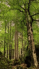 Tall trees in lush green forest landscape
