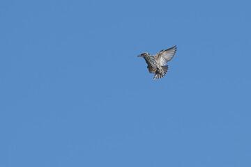 European starling in flight, an insect in its beak.