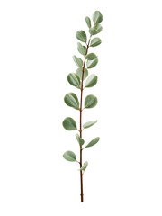 Obraz premium Single Eucalyptus Branch PNG – Isolated Round Light Green Leaves, Slender Gum Branch Cutout on Transparent Background for Floral Design