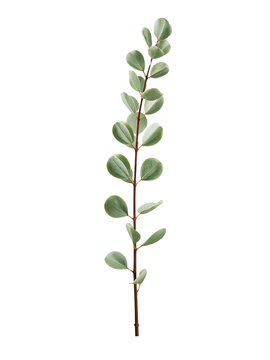 Single Eucalyptus Branch PNG &ndash; Isolated Round Light Green Leaves, Slender Gum Branch Cutout on Transparent Background for Floral Design