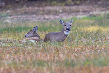 Pair of deer resting in the grass.