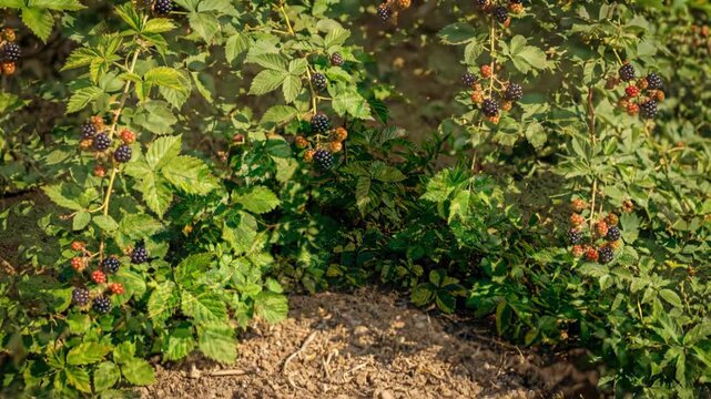 A small blackberry sprout grows rapidly in dry soil. The plant matures into a bush with many ripe berries.