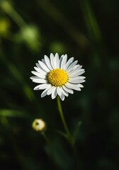 Obraz premium A delicate white daisy wildflower blooming brightly in a sunlit meadow during the warm spring season, highlighting its yellow center, day, bloom, closeup