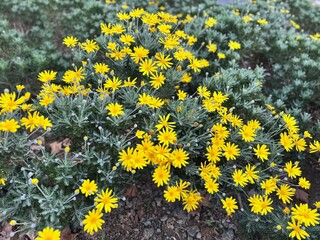 Bright yellow African daisy (Euryops pectinatus) in bloom with finely divided silvery foliage, close-up of cheerful garden flower showing vivid color and botanical texture, natural macro photography.