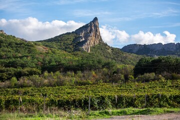 Naklejka premium Vineyard agricultural fields aerial landscape during sunrise.