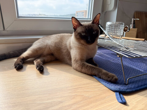 Cat resting by the window in warm sunlight. Calm domestic atmosphere, everyday comfort, and peaceful home moment of relaxation.
