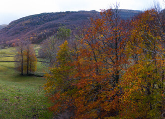 Aerial drone view of the autumn landscape in the Pasiegos Valleys of the Burgos Mountains, Las Merindades, Burgos, Castile and León, Spain, Europe