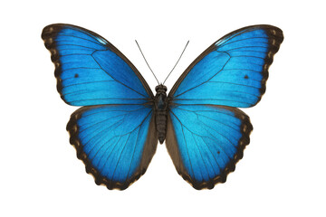 Fototapeta premium Blue morpho butterfly showing vibrant shimmering blue wings, an iconic symbol of nature, beauty, and transformation