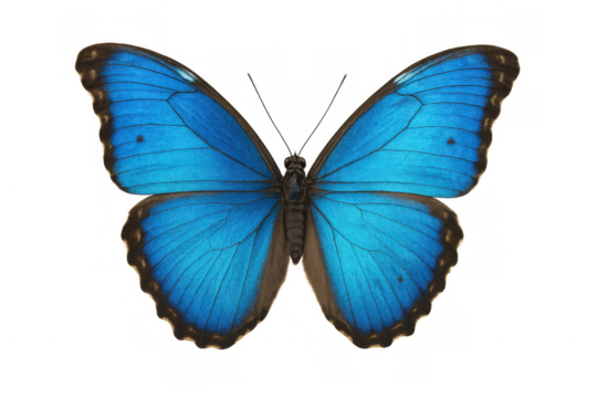 Blue morpho butterfly showing vibrant shimmering blue wings, an iconic symbol of nature, beauty, and transformation