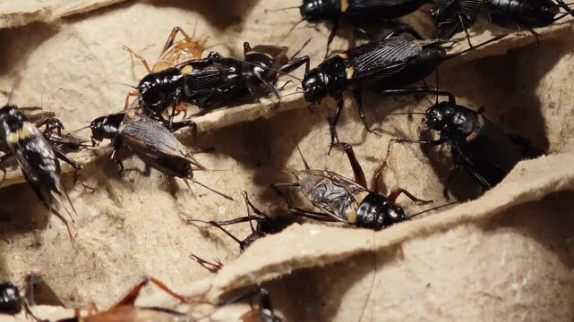 Black crickets in the market