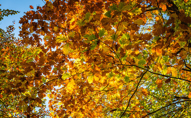 herbstlaub im Sonnenlicht