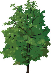 Fototapeta premium Deciduous tree with green crown for landscape design isolated on white background