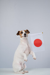 Jack Russell Terrier dog holding a Japanese flag on a white background.