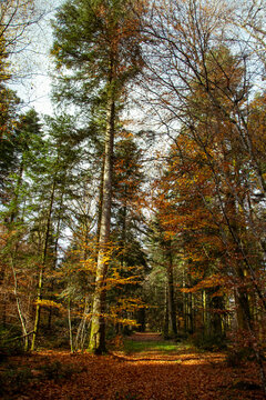 Au coeur de la for&ecirc;t
