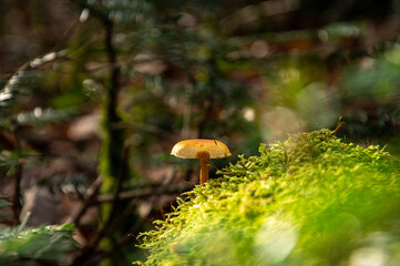 Champignon dans la for&ecirc;t