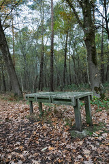 Rustic wooden structure rests among the fallen leaves in a tranquil forest setting.