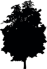 Fototapeta premium Black silhouette of horse chestnut with big crown isolated on white background