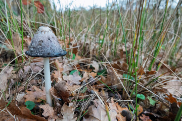 Solitary shaggy ink cap mushroom Coprinus comatus stands out amidst fallen leaves and tall grasses, showcasing nature's resilience in a serene outdoor setting.