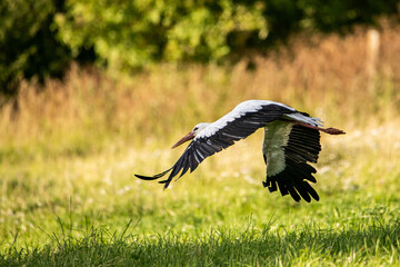stork