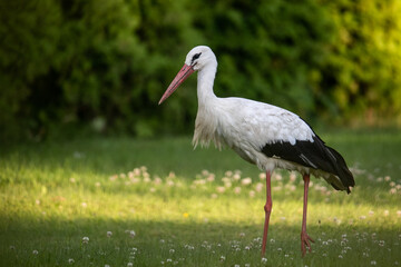 stork