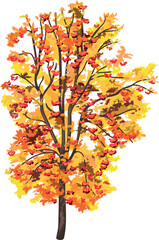 Fototapeta premium Rowan tree (Sorbus aucuparia) with orange autumn crown and many red berries in crown isolated on white background