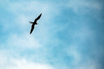 Flying bird silhouette on blue sky background with copy space