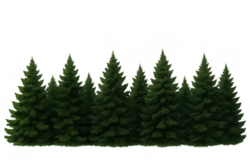 Green pine and spruce trees creating a dense forest line, fresh natural botanical element with transparent background