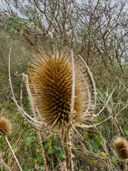 Close-up of dried teasel seed heads with spiny texture in wild autumn hedgerow.