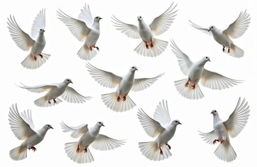 Obraz premium Flock of white doves in mid-flight against clean white background. Birds show spread wings, symbolizing peace, freedom, hope. Pure white plumage highlights purity, spirituality, new beginnings.