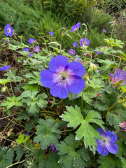 Blue geranium flower close-up in lush summer garden with green leaves and natural light.